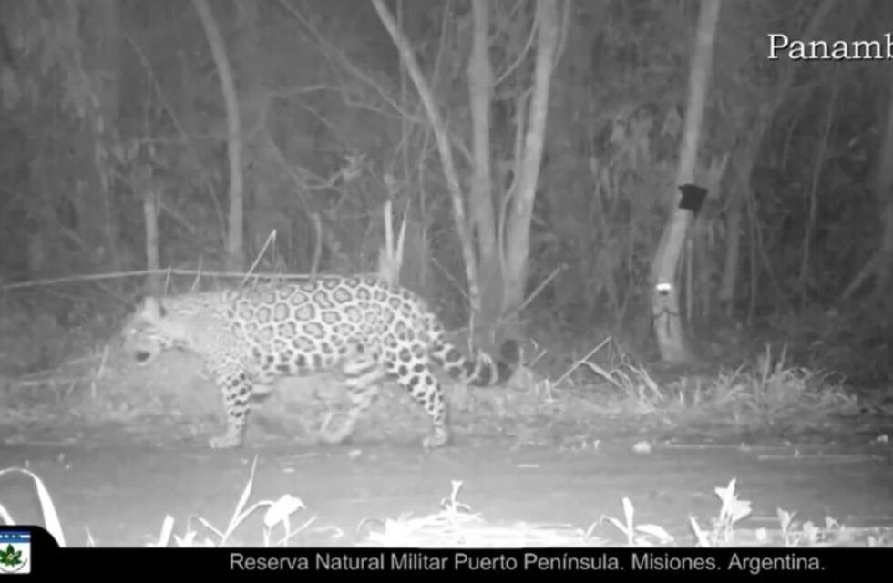 Puerto Iguazú: captan a “Panambí”, el yaguareté, paseando por una zona de malezas