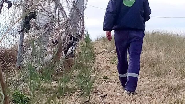 Plantaron cortina forestal en el frente del basural.