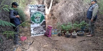 Los efectivos localizaron 17 macetas y 19 vasos con brotes durante una recorrida por Amaicha del Valle.