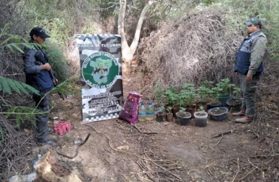 Amaicha del Valle: secuestran más de 30 plantas de cannabis en un canal de riego