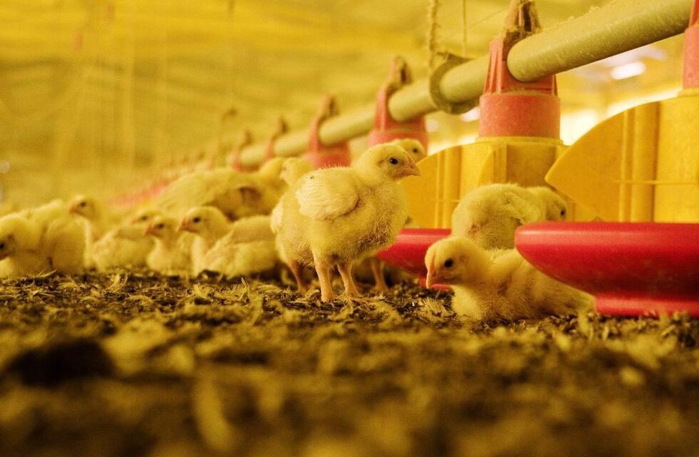 Influenza aviar: Provincia brinda recomendaciones