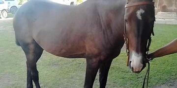 El animal fue robado en Malagueño y lo tenían en Villa Allende.