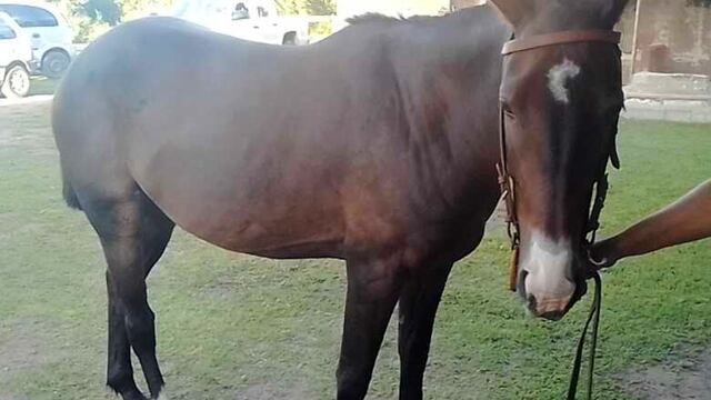 El animal fue robado en Malagueño y lo tenían en Villa Allende.