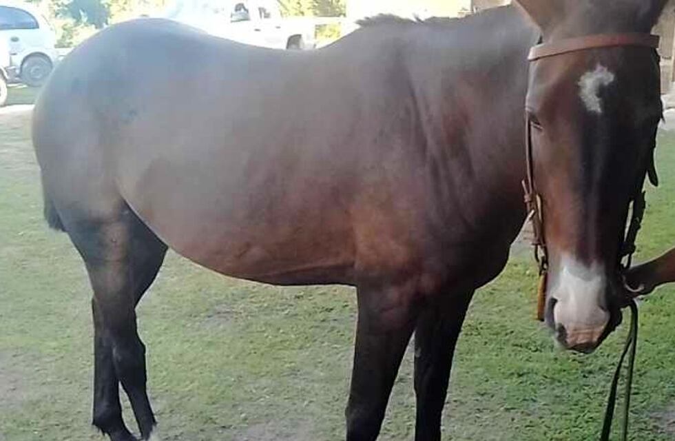 Villa Allende: les robaron un caballo y lo vendían por Facebook