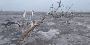 Árboles petrificados por la sal en La Paquita