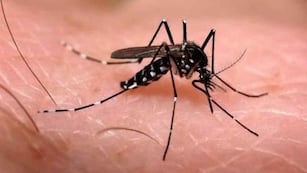 El mosquito transmisor de la enfermedad. (La Voz)
