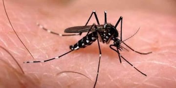 El mosquito transmisor de la enfermedad. (La Voz)