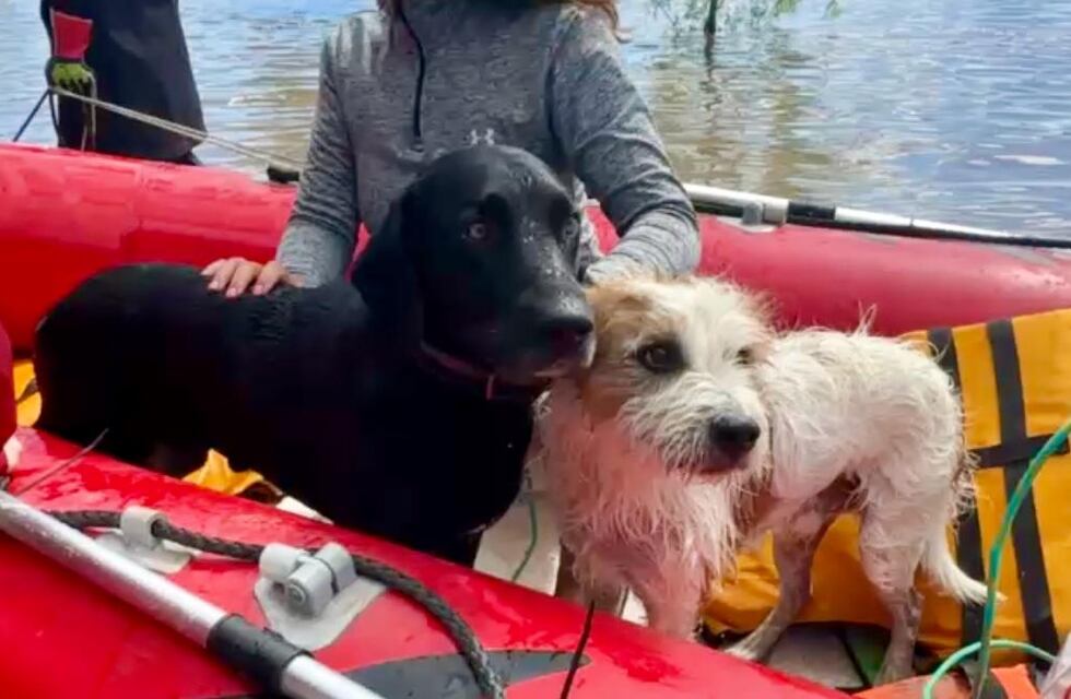 Heroico: un cordobés rescató a más de 200 animales afectados en Bahía Blanca