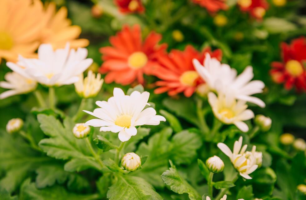 Cuáles son las mejores flores para plantar en primavera, según la Inteligencia Artificial