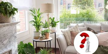 Feng Shui: La única planta que no debes tener en el interior de tu casa