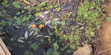 Muerte de peces en El Brete de Posadas: la causa podría ser la baja de oxígeno en el agua.