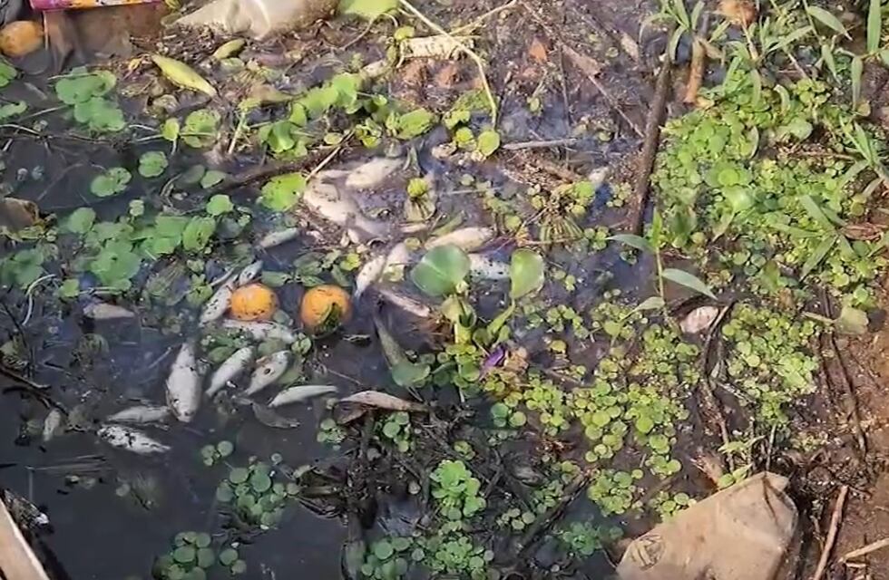 Muerte de peces en El Brete de Posadas: la causa podría ser la baja de oxígeno en el agua