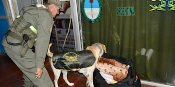 Incautan en Posadas un cargamento de marihuana en la Terminal de Ómnibus.