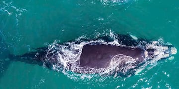 El tierno video de las ballenas y el lobo marino.