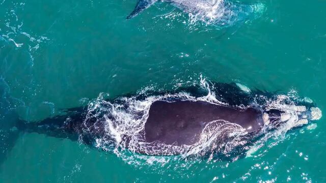El tierno video de las ballenas y el lobo marino.