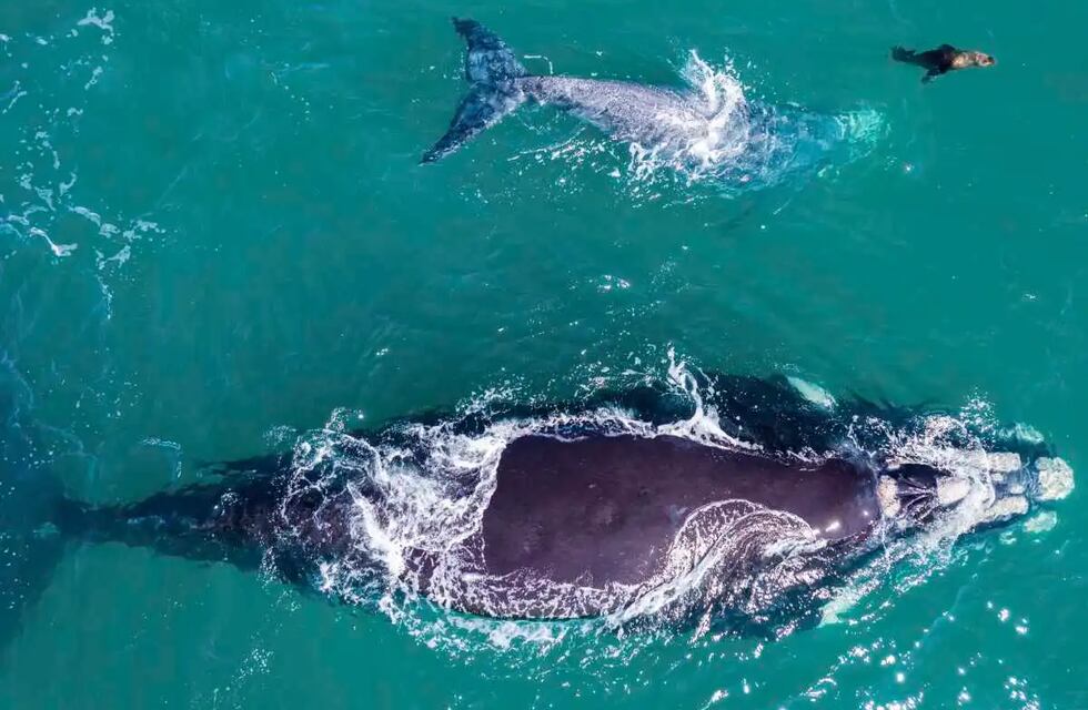 Maravilla de la naturaleza: el video de un lobo marino nadando con ballenas que enloqueció a todos en Río Negro