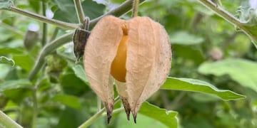 Uchuva, Goldenberry, o Camambú, una dulce solanácea plena de propiedades alimenticias.