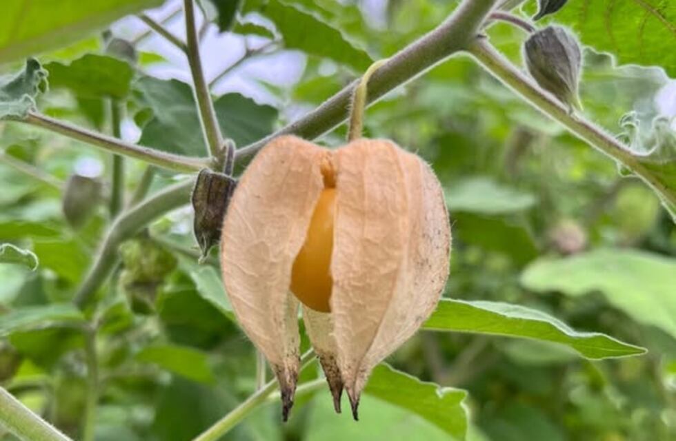 El INTA Famaillá impulsa la producción comercial de Goldenberries