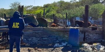 Los Monos. Los caballos encontrados en la casa del "Viejo" Cantero. (Gentileza Rosario3)