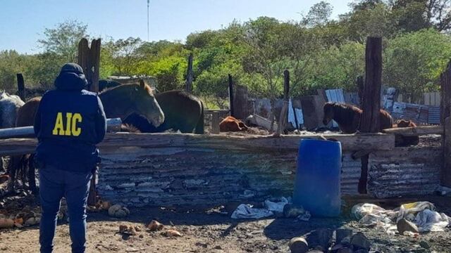 Los Monos. Los caballos encontrados en la casa del "Viejo" Cantero. (Gentileza Rosario3)