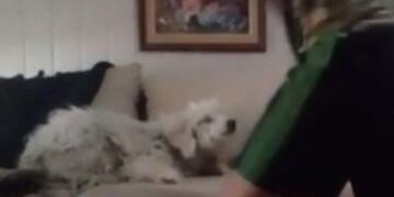 Captura de pantalla de uno de los videos en el que se puede ver al adolescente maltratando a su perro. Twitter @vivas_maris