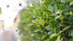 Cuál es la planta que aleja los mosquitos.