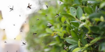 Cuál es la planta que aleja los mosquitos.