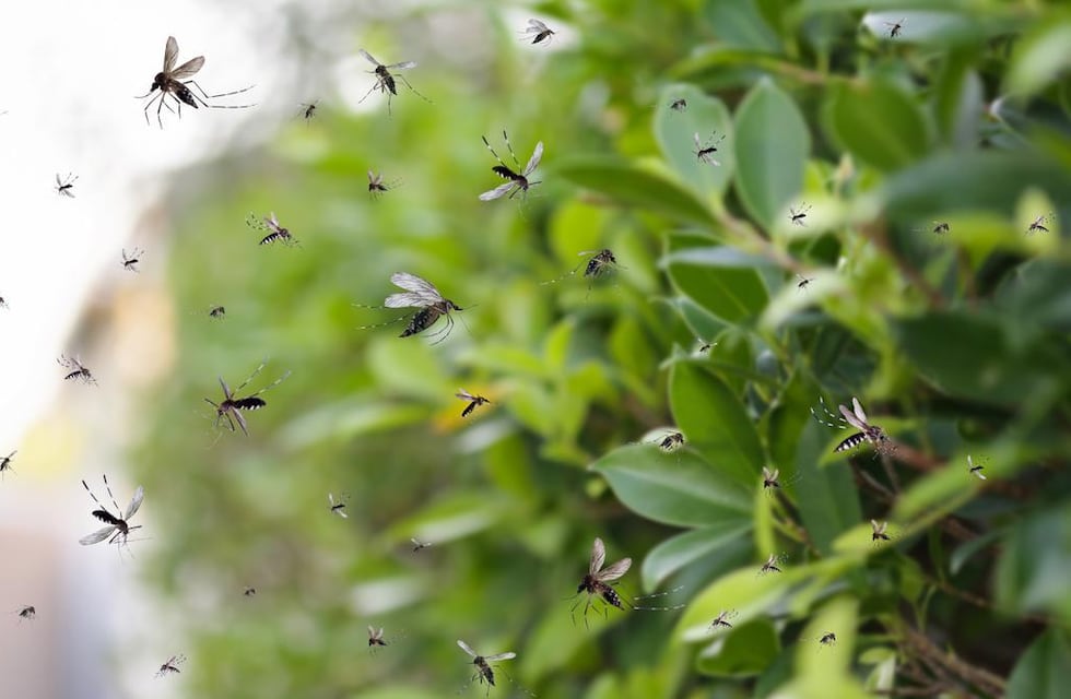 Chau mosquitos: la manera definitiva de evitarlos con la llegada del calor