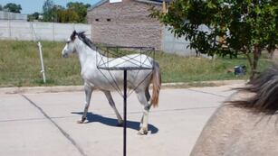 Caballos sueltos en el 2 de Abril (foto archivo)