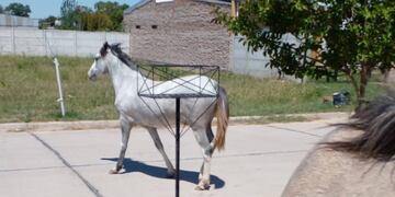 Caballos sueltos en el 2 de Abril (foto archivo)