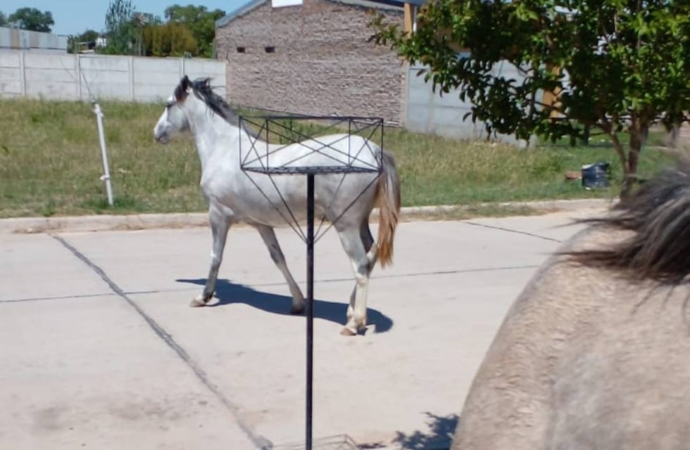 Los caballos sueltos sigue siendo un problema en Rafaela