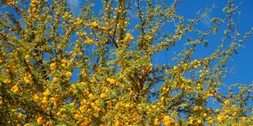 Los sancionados deberán plantar Piquillines, Chañares y Aromos, tal como establece la norma que incumplieron.