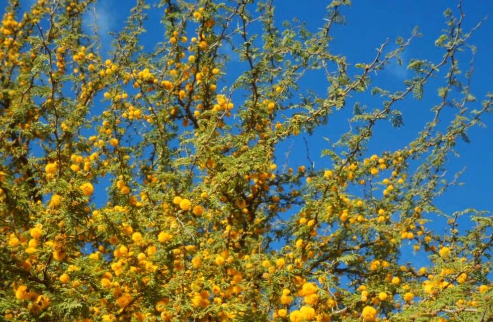 Anisacate: 350.000 de multa por cortar árboles nativos