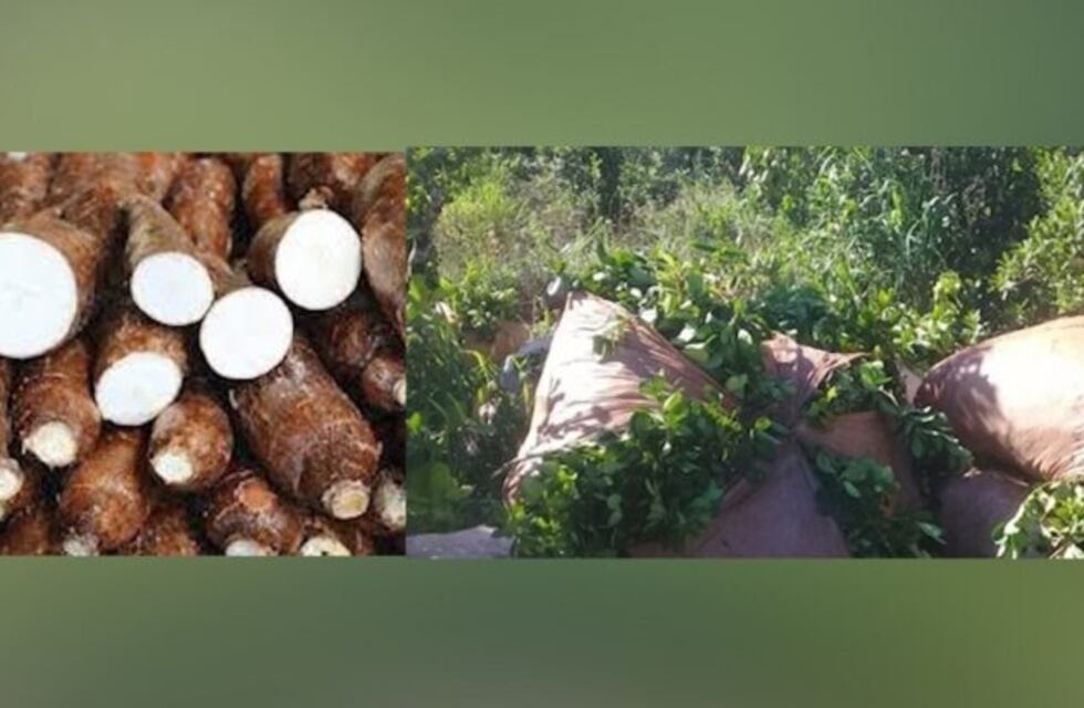 Cooperativa 7 Estrellas: crecimiento, constancia y compromiso en San Pedro