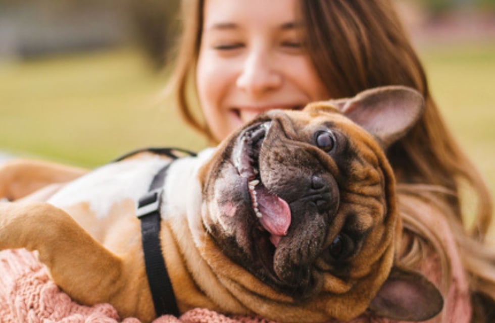 Pueden los perros entender distintos idiomas, qué dicen los expertos