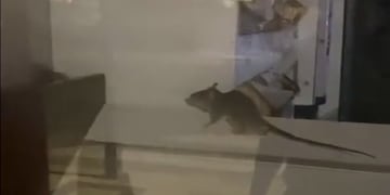 Una joven captó el momento exacto en el que el roedor caminaba sobre las estanterías.