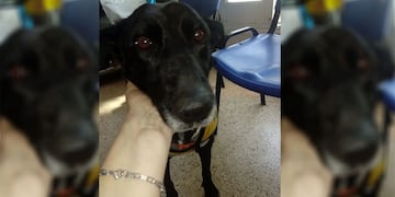 La perrita rescatada en Cacheuta con todo su lomo despellejado evoluciona muy bien y ya tiene 2 cm de piel nueva.