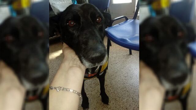 La perrita rescatada en Cacheuta con todo su lomo despellejado evoluciona muy bien y ya tiene 2 cm de piel nueva.