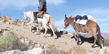 En su punto más alto, el camino a Molulo alcanza unos 4.700 metros de altitud, lo que requiere de personal avezado y animales de carga apropiados para la misión de llevar las urnas a esa región jujeña.