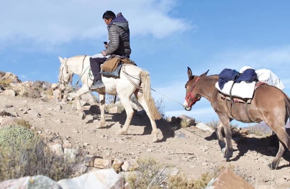 PASO 2021 en Jujuy: a lomo de mula, las urnas llegan a más de 3.500 msnm