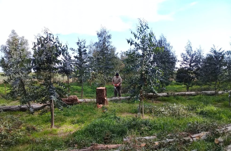 Piden cesar con el corte de árboles en el Parque Cabañas de Tres Arroyos y la municipalidad aduce que está reforestando
