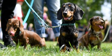 Dos abuelitos sanjuaninos buscan desesperadamente a su gran compañera: una perrita salchicha (imagen ilustrativa)