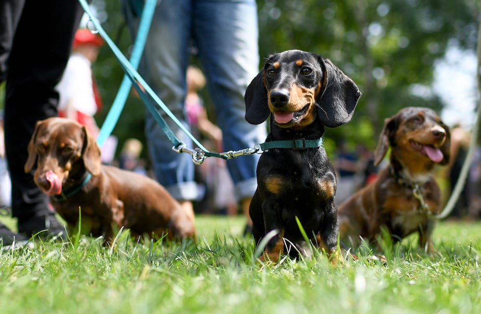 Última “salchijuntada” 2025 en Punta Alta