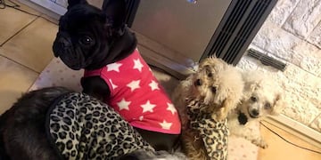 Kyra, Bianca, Lola y Lobita.