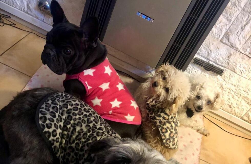 ¿Cómo afectan las bajas temperaturas al perro y al gato?