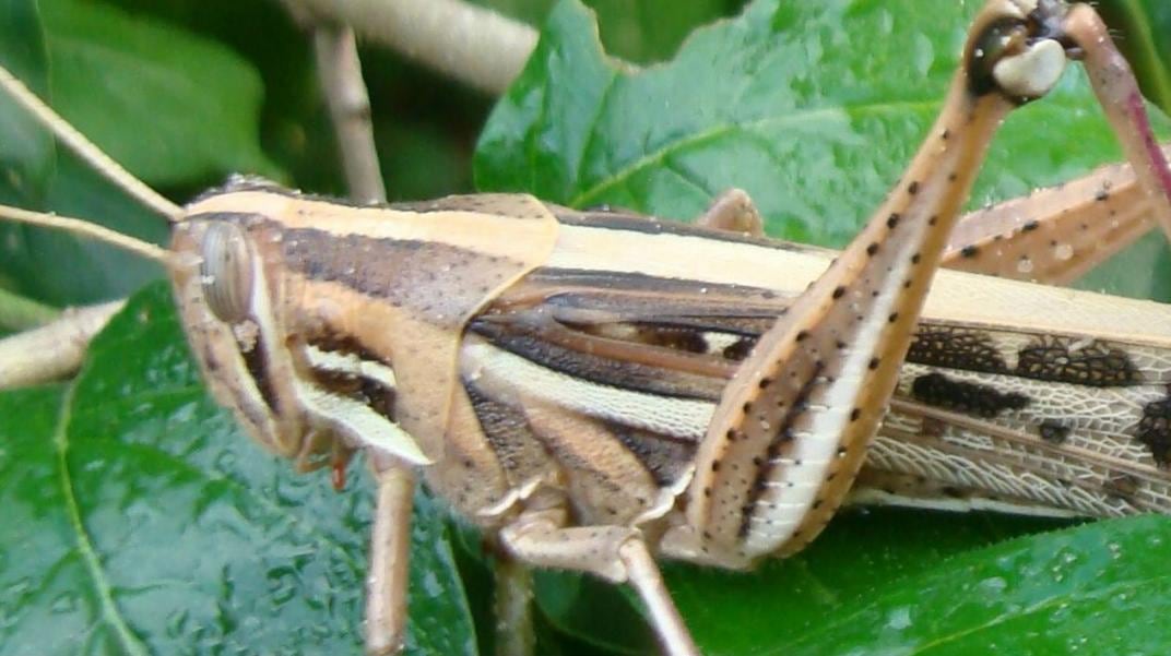 Sobre daño en hojas: Las mordidas de los saltamontes dejan marcas irregulares en hojas y tallos delicados.
