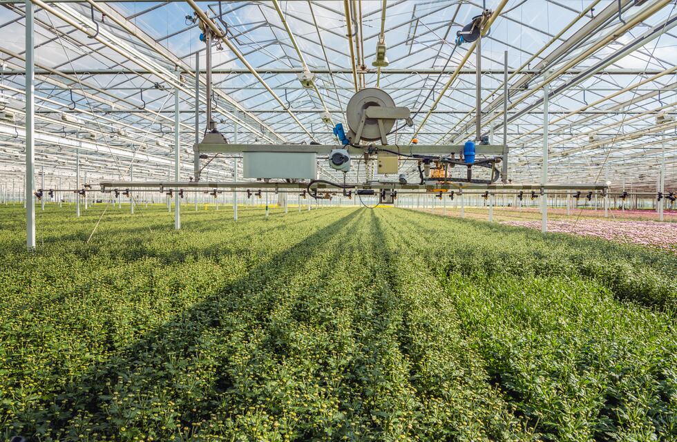 Israel agricola ganadero