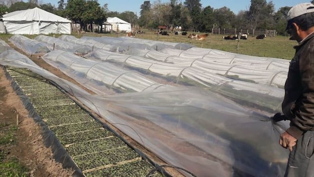 Los tabacaleros explicaron que el cultivo de tabaco permite que la provincia perciba cerca de 300 millones de pesos anuales por la vía del Fondo Especial del Tabaco.