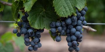 Mendoza, 6 de febrero de 2020 Turismo
La Mendoza Top. 
Entre Cielos Luxury Wine Hotel 
vinedos malbec recimo granos de uva 
Foto: Ignacio Blanco / Los Andes