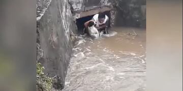 Un hombre se arrojó a un canal para salvar la vida a un perro callejero